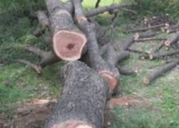 बड़ी खबर: वन विभाग ही कटा रहा बिना अनुमति के पेड़।