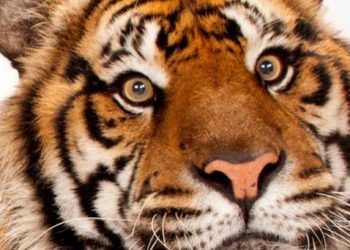 बड़ी खबर: पोखरो टाइगर सफारी को बताया प्रधानमंत्री मोदी का ड्रीम प्रोजेक्ट। जानिए क्या है सचाई