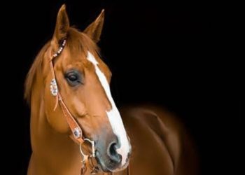 बड़ी खबर: सीजेएम कोर्ट देहरादून से बरी हुए पांच आरोपियों के खिलाफ मुकदमा दर्ज।