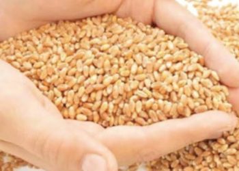 बड़ी खबर: कार्डधारकों को अब गेहूं नही मिलेगा फ्री। सरकार ने जारी किए आदेश