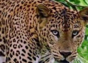 बड़ी खबर: यहां पर गुलदार ने 10 वर्षीय बालिका को बनाया निवाला