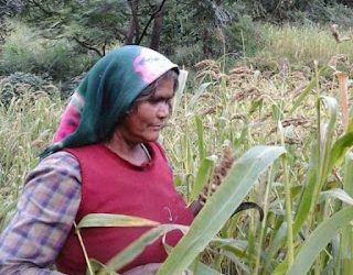 दुखद: त्यूंखर गाँव की एक वृद्ध महिला की चट्टान से गिरकर दर्दनाक मौत