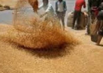 Online Wheat Auction: आज से ऑनलाइन गेहूं की नीलामी शुरू करेगा एफसीआई। पढ़िए पूरी जानकारी