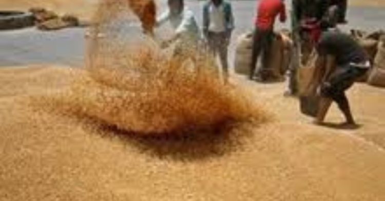 Online Wheat Auction: आज से ऑनलाइन गेहूं की नीलामी शुरू करेगा एफसीआई। पढ़िए पूरी जानकारी