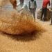 Online Wheat Auction: आज से ऑनलाइन गेहूं की नीलामी शुरू करेगा एफसीआई। पढ़िए पूरी जानकारी