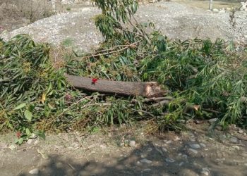 बड़ी खबर:  आम के पेड़ काटने पर 2 दिन से बच्चे ने नही खाया खाना, पी ली थी ग्रीस्लीन