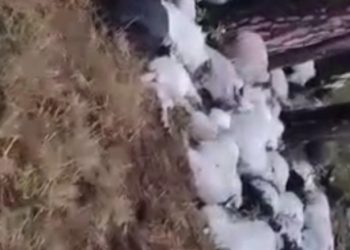 दुखद: उत्तरकाशी जिले के खट्टूखाल गांव के जंगल में आकाशीय बिजली गिरने से 350 बकरियों की मौत