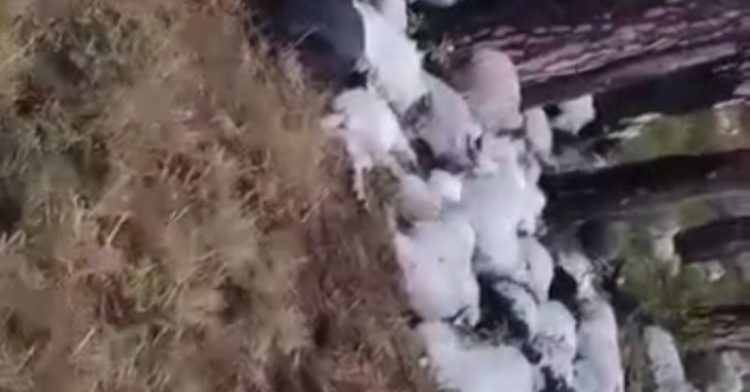 दुखद: उत्तरकाशी जिले के खट्टूखाल गांव के जंगल में आकाशीय बिजली गिरने से 350 बकरियों की मौत