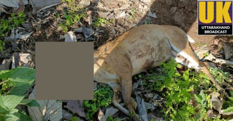 बिग ब्रेकिंग: अज्ञात वाहन कि चपेट मैं आने से हुई जंगली मृग कि मृत्यु