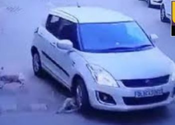 बड़ी खबर : तेज रफ्तार वाहन चालक ने कुत्ते को कुचला, मौके पर मौत। मुकदमा दर्ज