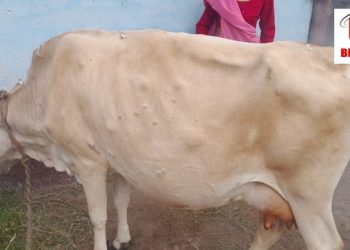 दहशत का माहौल :  पहाड़ों में फिर लंपी वायरस का खतरा