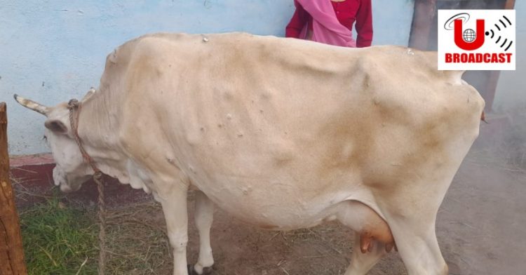 दहशत का माहौल : पहाड़ों में फिर लंपी वायरस का खतरा