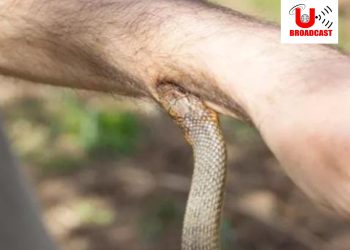 बड़ी खबर: सांप से कटवाकर कारोबारी की हत्या,मृतक की बहन ने करवाया हत्या का मुकदमा दर्ज