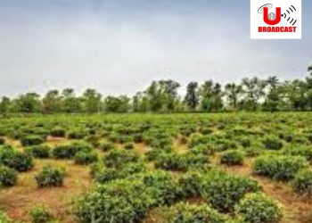 चाय बागान की जांच सीबीआई को सौंपे सरकार: विकेश नेगी