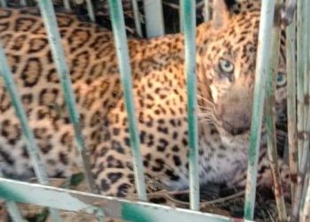 बड़ी खबर: यहां नरभक्षी गुलदार हुआ पिंजरे मे कैद