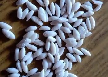 बिग ब्रेकिंग:  सरकारी राशन की दुकानों पर मिल रहा प्लास्टिक के चावल