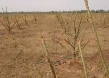 बाहरी राज्य के लोगों ने उत्तरकाशी के मोरी पुरोला में खरीदी सैकड़ो हेक्टेयर जमीन,जंगलात पर किया कब्जा