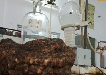 Health news : बवासीर के रोगियों के लिए रामबाण है ये सब्जी