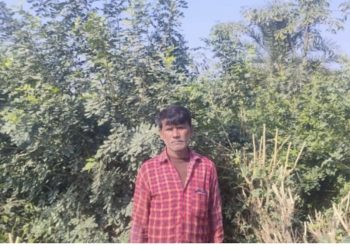 गुड़ न्यूज : किसानों की किस्मत बदल रही है ये घास, एक बीघे की फसल में 50 हजार तक का मुनाफा