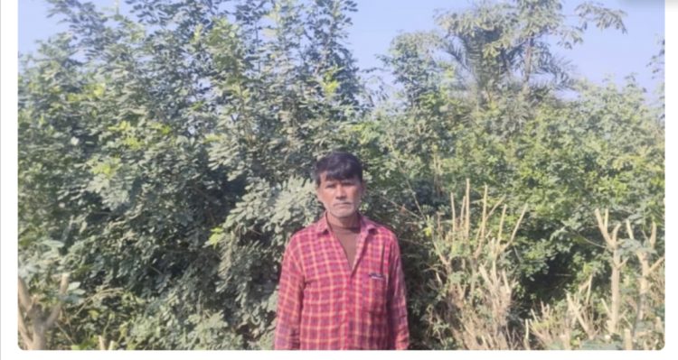 गुड़ न्यूज : किसानों की किस्मत बदल रही है ये घास, एक बीघे की फसल में 50 हजार तक का मुनाफा