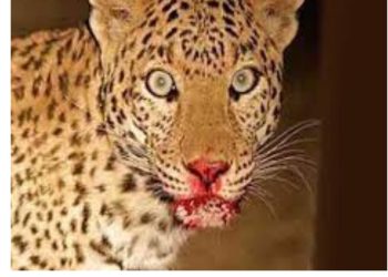 बड़ी खबर : देहरादून में 10 साल के बच्चे को गुलदार ने बनाया निवाला