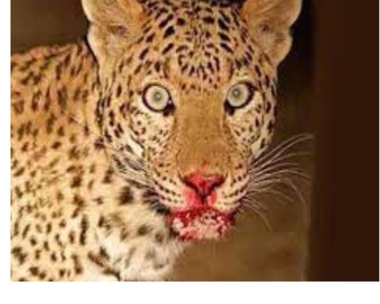 बड़ी खबर : देहरादून में 10 साल के बच्चे को गुलदार ने बनाया निवाला