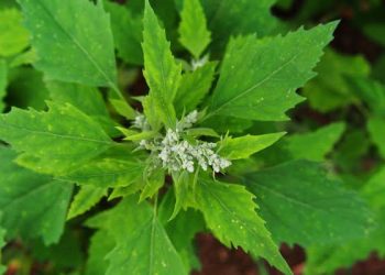 Health news : बथुआ का ऐसे करें सेवन,महिलाओं में पीरियड की समस्या होगी खत्म