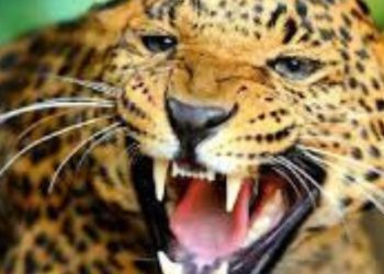 गुलदार का आतंक : समाज सेवी संजय ने अपनी जान की परवाह किए बिना बचाई बालिका की जान