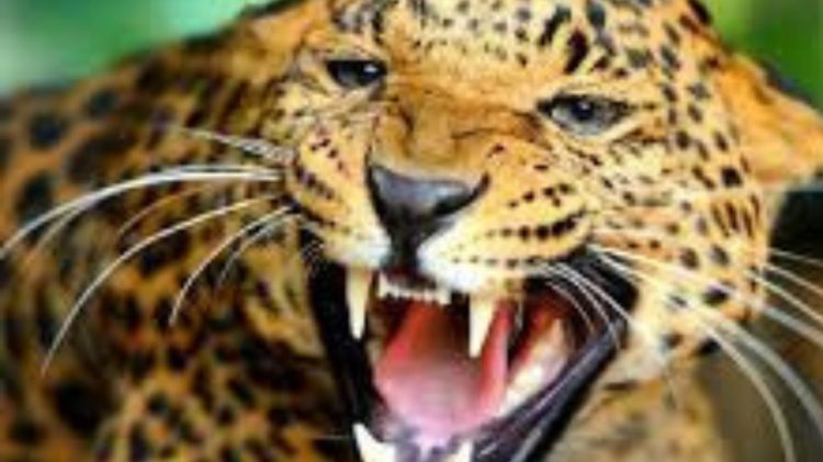 गुलदार का आतंक : समाज सेवी संजय ने अपनी जान की परवाह किए बिना बचाई बालिका की जान