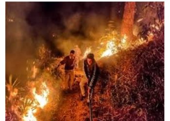 जलते जंगल और सिस्टम:-जंगल में आग बुझाने वाले ग्रामीण फायर वॉचरो का दो वर्ष पूर्व का मानदेय अब तक नहीं मिला
