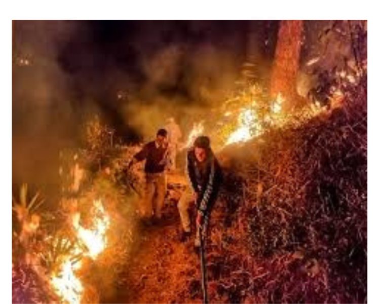 जलते जंगल और सिस्टम:-जंगल में आग बुझाने वाले ग्रामीण फायर वॉचरो का दो वर्ष पूर्व का मानदेय अब तक नहीं मिला