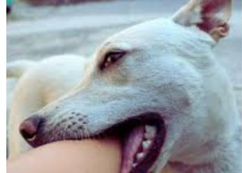 बड़ी खबर: पिथौरागढ़ में स्कूली छात्रा पर कुत्तों का हमला