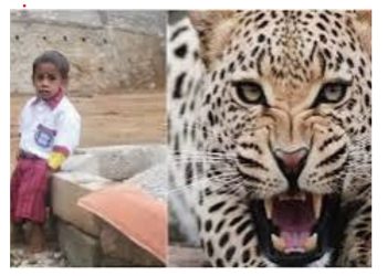 दहशत : आंगन में खेल रहे पांच साल के बच्चे को उठा ले गया गुलदार