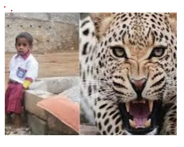 दहशत : आंगन में खेल रहे पांच साल के बच्चे को उठा ले गया गुलदार