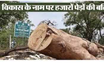 हल्द्वानी में बीते दो माह में सैकड़ों पेड़ो की हत्या,वर्षों पुराने पेड़ चंद मिनट में एक मशीन के सहारे धाकड़ धामी सरकार में धड़ाम