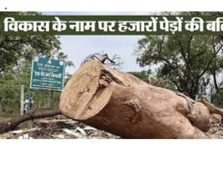 हल्द्वानी में बीते दो माह में सैकड़ों पेड़ो की हत्या,वर्षों पुराने पेड़ चंद मिनट में एक मशीन के सहारे धाकड़ धामी सरकार में धड़ाम