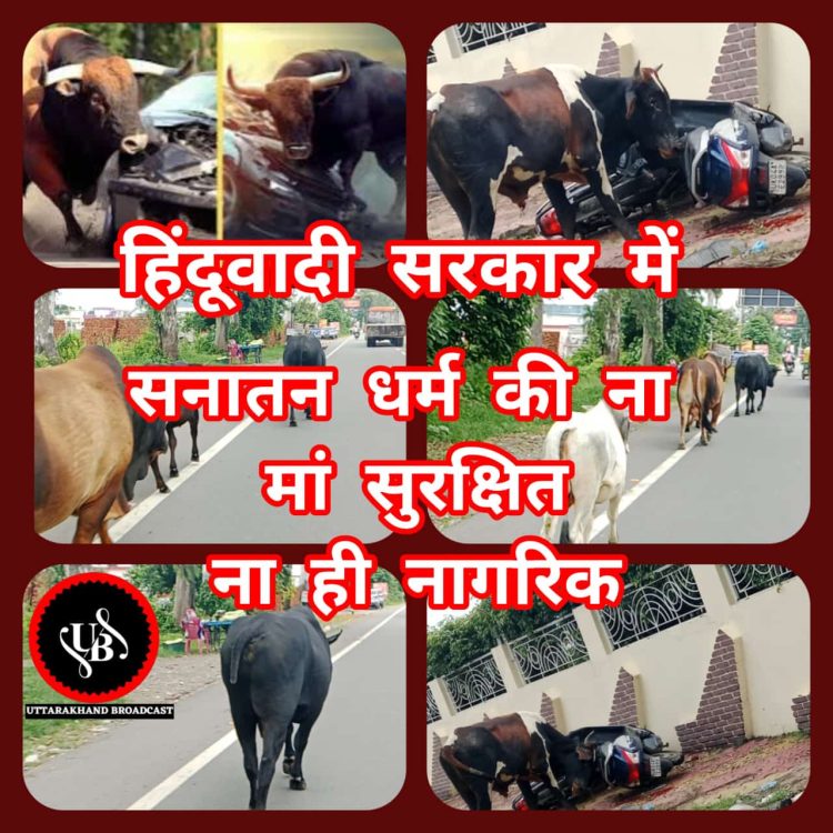 बड़ी खबर : हिंदूवादी सरकार में यमदूत बनते जा रहें आवारा गाय और सांड,हल्द्वानी में एक और मौत का कारण खुले घूमते जानवर
