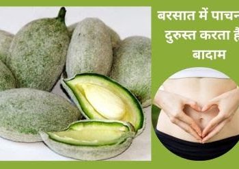 Health news: मॉनसून के दौरान करे इस बादाम का सेवन,बॉडी में आएंगे ये बदलाव, पढ़िए पूरी खबर