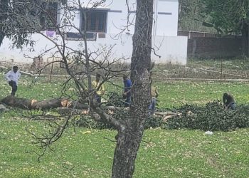 बड़ी खबर : यहां पर लोगों को बेचे जा रहे है अवैध प्लॉट, पेड़ों का कटान भी जोरों पर