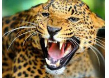 दुखद :  13वर्षीय बच्ची को गुलदार ने बनाया अपना निवाला