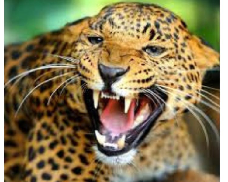 दुखद :  13वर्षीय बच्ची को गुलदार ने बनाया अपना निवाला