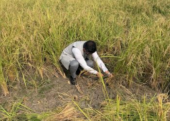 मुख्‍य विकास अधिकारी अभिनव शाह ने खेत में जाकर धान के फसल कटाई प्रयोग का किया निरीक्षण 