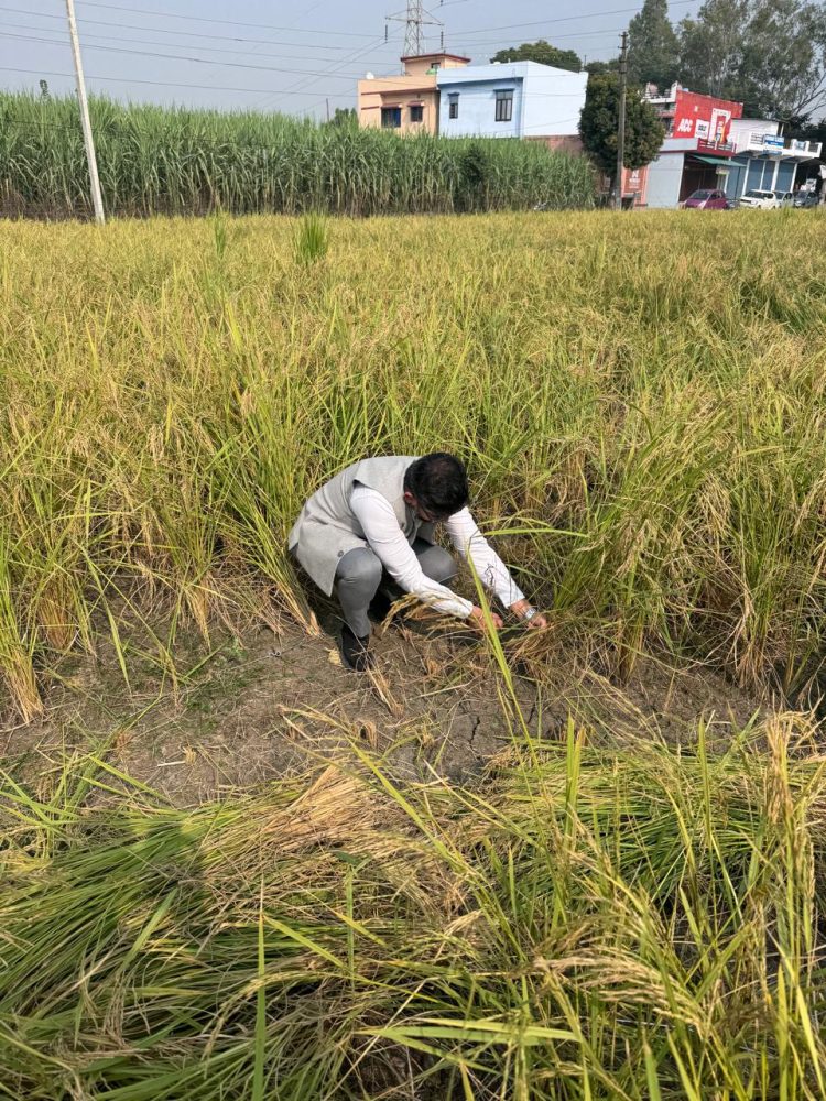 मुख्य विकास अधिकारी अभिनव शाह ने खेत में जाकर धान के फसल कटाई प्रयोग का किया निरीक्षण