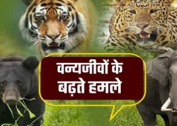 वन्यजीवों के हमलों से भरा है देवभूमि का इतिहास, 24 सालों में 7 हजार से ज्यादा घटनाएं हुई रिकॉर्ड