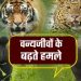 वन्यजीवों के हमलों से भरा है देवभूमि का इतिहास, 24 सालों में 7 हजार से ज्यादा घटनाएं हुई रिकॉर्ड