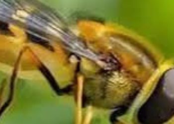 दुखद : ततैयों के काटने से चार साल के मासूम की मौत,परिवार में मचा कोहराम