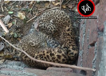 प्रसव पीड़ा से घायल बाघिन क्षेत्र में घूम रही हैं,शावकों और ग्रामीणों को बचाना वन विभाग की जिम्मेदारी,फिलहाल डीएफओ तिवारी एक्शन मोड में