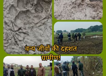 बड़ी खबर : ग्रामीण सुरक्षा में वन विभाग की लापरवाही: हरिपुर जमन सिंह में बाघ का आतंक,आंदोलन की चेतावनी