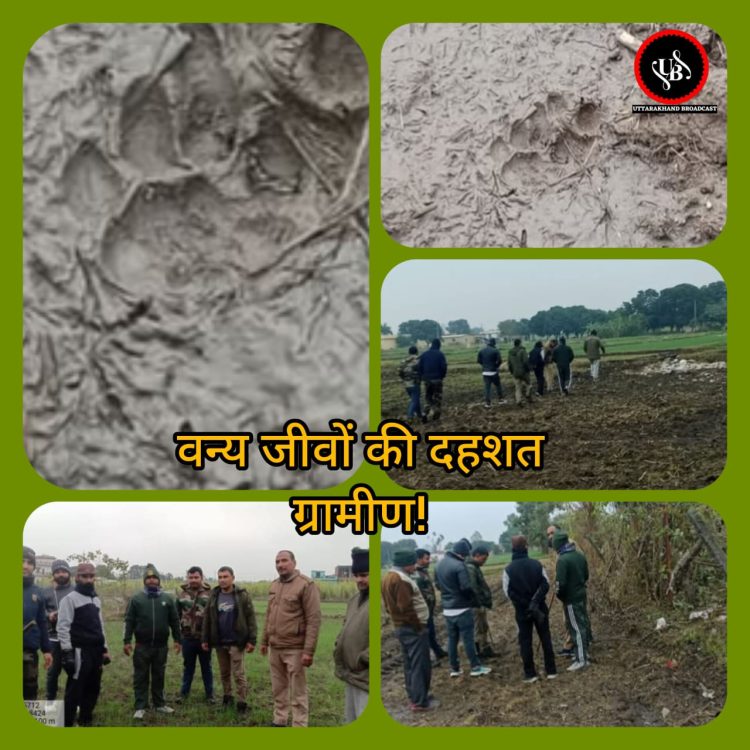 बड़ी खबर : ग्रामीण सुरक्षा में वन विभाग की लापरवाही: हरिपुर जमन सिंह में बाघ का आतंक,आंदोलन की चेतावनी