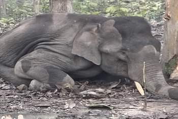 बड़ी खबर :  टांडा रेंज में एक दांत वाले हाथी की मौत, 60 साल से अधिक थी उम्र; कार्रवाई में वन विभाग